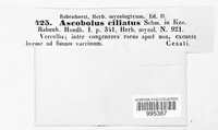Lasiobolus papillatus image